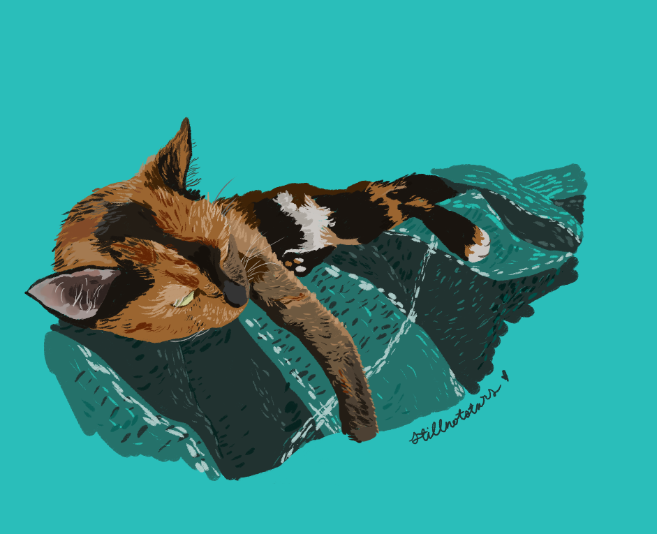 tortie cat sleeping on a teal checkered woven blanket, gazing lazily to the side